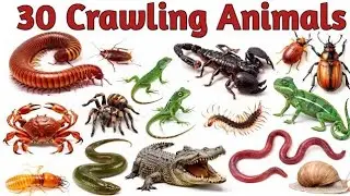 30 Crawling Animals Name 🐜 | रेंगने वाले जानवरों के नाम | Animals Name for Kids | Hindi English
