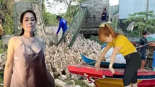 Full Demonstration of the technique of transporting ducks by truck across a field to a rice paddy.