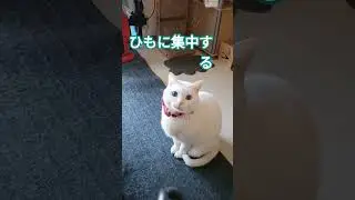 ひもに集中するクリーム刑事#和歌山 #cat #クリーム刑事#猫のいる暮らし