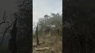 Musical Birds Voice In A Jungle Evening