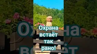 Какова красота?&iquest;#love #мотивация #shortvideo #dog #cooking #live #motivation #рекомендации #music