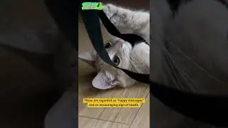 Cats love heat, be careful #cat  #fypシ #viral