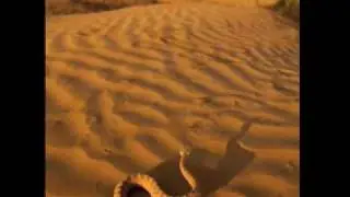 40 Days - LENT - Desert Voice