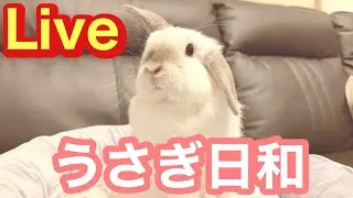うさぎ日和✨金曜日はうさぎでしょ❤️部屋んぽLIVE配信🐰