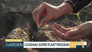 Louisiana Super Plant Program
