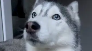She Looks Like a Wolf, But She&rsquo;s Not 🐺 | Husky Eye & Howling Facts
