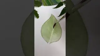 Painting a leaf #watercolorpainting #arttutorial #painting #realisticart #watercolorart #artvideo