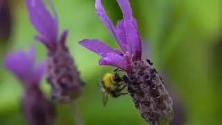The Early Bumble Bee