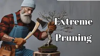 Green Maple Bonsai (Bonsai Diary) #74