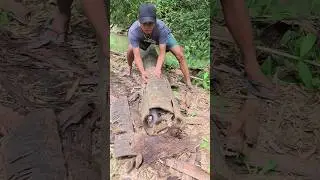 Wow, they're all grown up in this tree hole. 🐣 #shortvideo #amazing #viralvideo #nature #viral