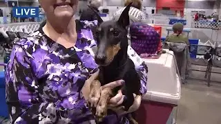 On the Go with Ayo at Rose City Classic Dog Show