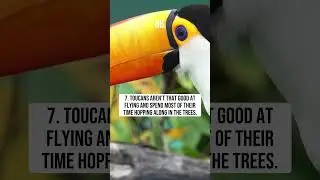 Top 10 Interesting Toucan Facts