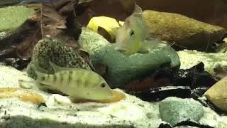 Geophagus steindachneri wild pair spawning