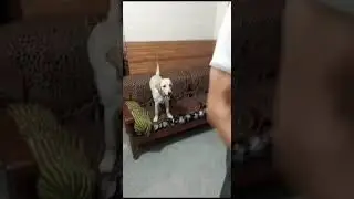 angry dog mood 👉🏻😆🐾🐶ll#shortsfeed #funny #doglover #ytshort