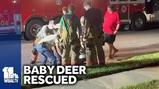 Community comes together to rescue baby deer in Owings Mills