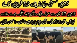 Best pedigreed Dutch cattle II Complete record and pedigree certificates II Breed improvement