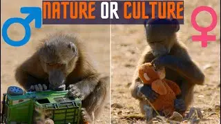 Monkey Toy Experiment: What It Reveals About Gender Preferences