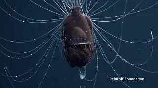 Rare Deep-Sea Anglerfish Mating Video Amazes Scientists | Azores 2018