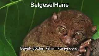Aye-Aye: D&uuml;nyanın En Garip Primatıyla Tanışın!
