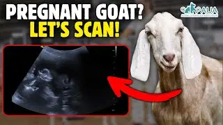 Dairy Goat Pregnancy Scan