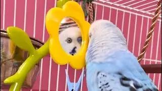 Understanding Budgies behaviour with Mirror - Cookie