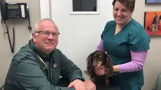 Pet Dental Health: How To Check Your Pet's Teeth