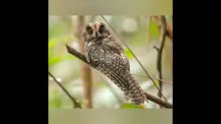 Endangered bird in the world