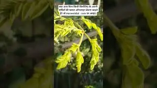 benefits of moringa, sell your farm harvest online without any middlemen, direct contact of farmer