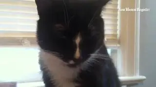 Why do cats act the way they do? A mystery to me - but a friend tells me 'dogs are family, cats thin