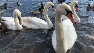 More Mute Swan Feeding On Seeds! Nice Relaxed Afternoon! (Teddy And Bevy)