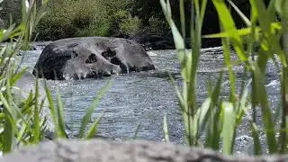 Relaxing flowing river Nature Sounds Peaceful Oregon River Beautiful stream Calming 