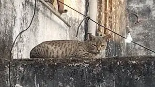 #catlover#blackcat##🥰#angrycat #song #catonwall