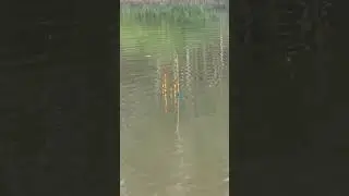 &ldquo;Rural Stream Fishing Day Simple Gear, Real Countryside Catch&rdquo;