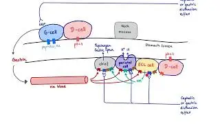 Brandl's Basics: Regulation of gastric acid secretion