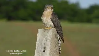 common cuckoo