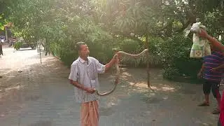 Catching snake 🐍 by Hamsa paravanna