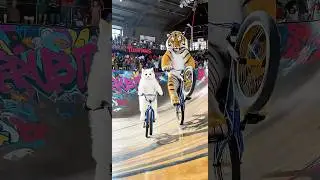 Extreme BMX Show &ndash; Cat & Tiger Rock the Skate Park #ExtremeSports #BMXTricks #viralshort #kucinglucu