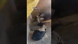 Bhaas ka roon