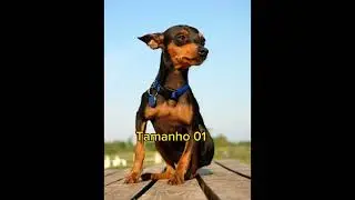 Qual o tamanho do pinscher 0,1,2 e 3