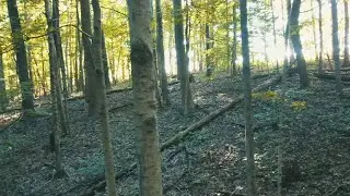 Using Marketable Timber on Your Hunting Farm