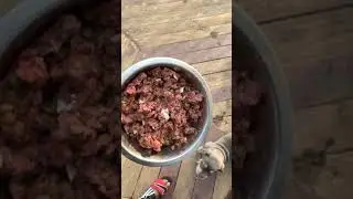 Feeding an XL American Bully