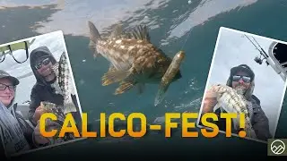 HookUps Wrecked by Calico Bass | La Jolla Saltwater Fishing