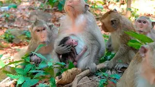 A Frail Tiny Baby Monkey Struggles for Milk While His Mother Shows Gentle Natural Care