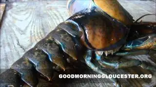 Lobster Molting In Real Time At Captain Joe and Sons