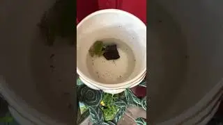 Pee wee the pacific tree frog
