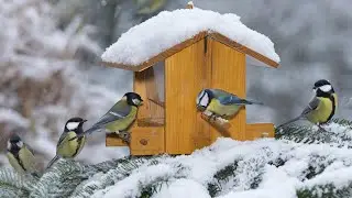 2023 | 4K Songs of Birds in Winter   Nature Relax Video with Real Birds' Chirping