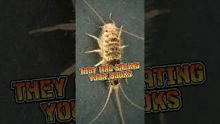 Firebrat | The Insect That Eats Your Books #animalenigmas