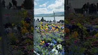 EXPLORE THE BEAUTY OF ZURICH SWITZERLAND 🇨🇭 #Beautiful nature and love#shorts#ytshorts