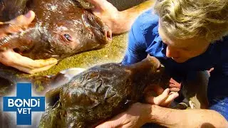 Breech Baby Calf With No Vital Signs' Reanimation 😢 Bondi Vet Clips | Bondi Vet