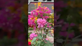 മനോഹരമായ കുറെ പനിനീർ പൂക്കൾ! #beautiful #shorts #rose #flowers #utubeshorts